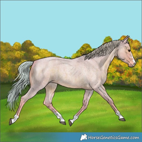 Horse Color:Watercolor Silver Blue Roan