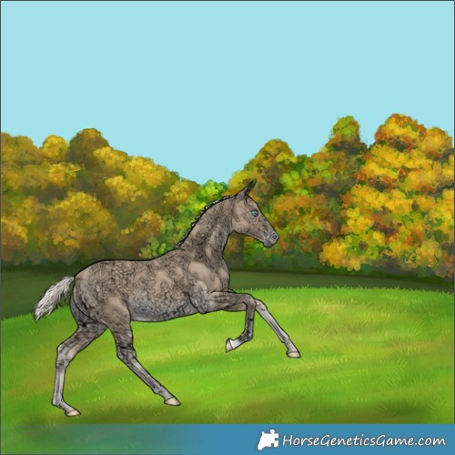Horse Color:Cremello Ice