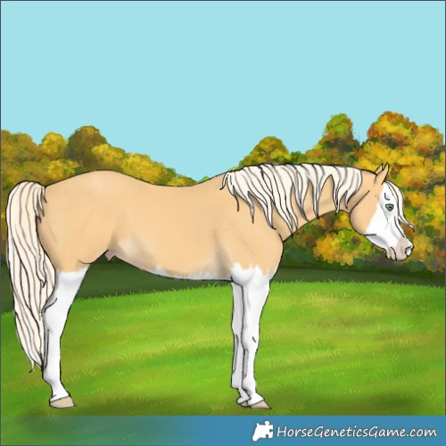 Horse Color:Gold Cream Champagne Splash 