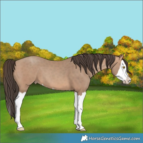 Horse Color:Sable Champagne Splash 