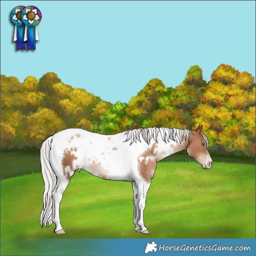 Horse Color:White Spotted Silver Brown Pearl Tobiano