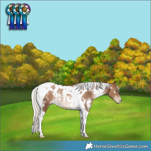 Horse Color:White Spotted Silver Brown Pearl Tobiano Rabicano