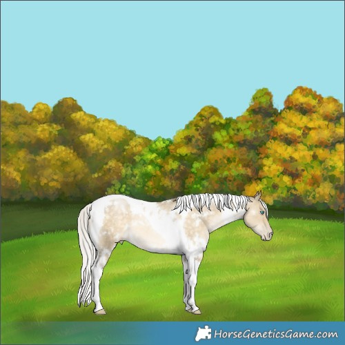 Horse Color:White Spotted Silver Buckskin Pearl Dun Mushroom Tobiano