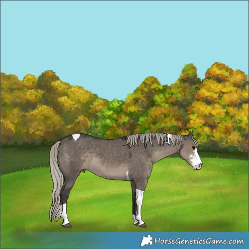 Horse Color:Silver Smoky Grullo Sabino Tobiano