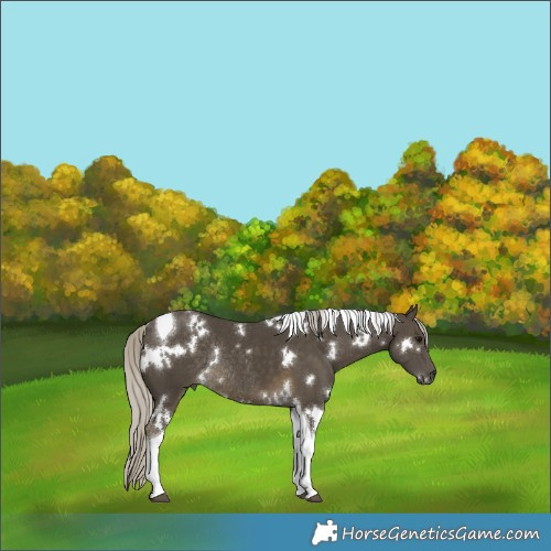 Horse Color:White Spotted Silver Smoky Black Tobiano Rabicano 