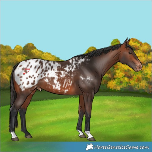 Horse Color:Bay Blanket 