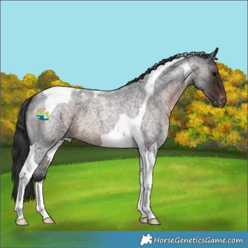 Horse Color:Brown Roan Tobiano Varnish