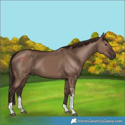 Horse Color:Liver Red Dun Sabino Tobiano