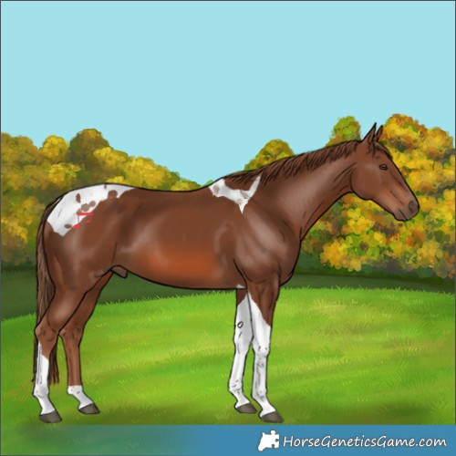 Horse Color:Chestnut Tobiano