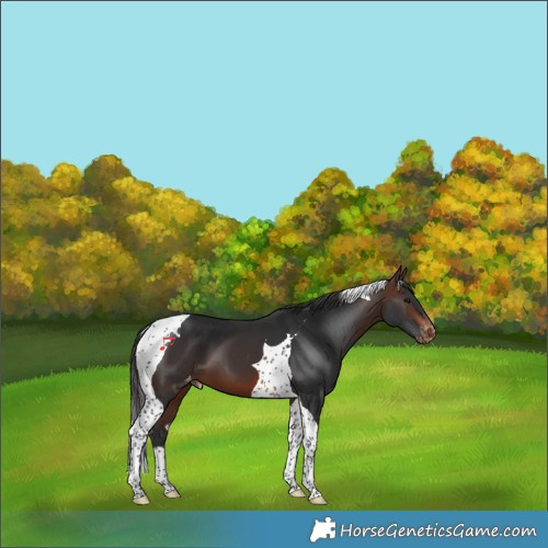 Horse Color:Brown Tobiano Varnish