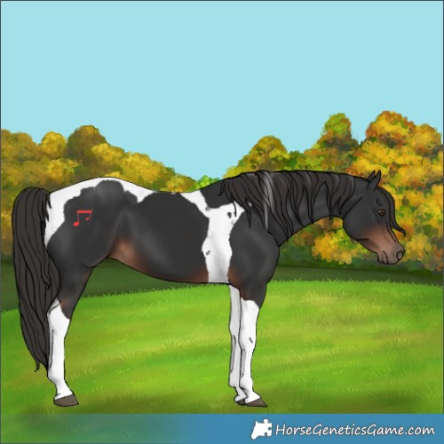 Horse Color:Liver Chestnut Tobiano 