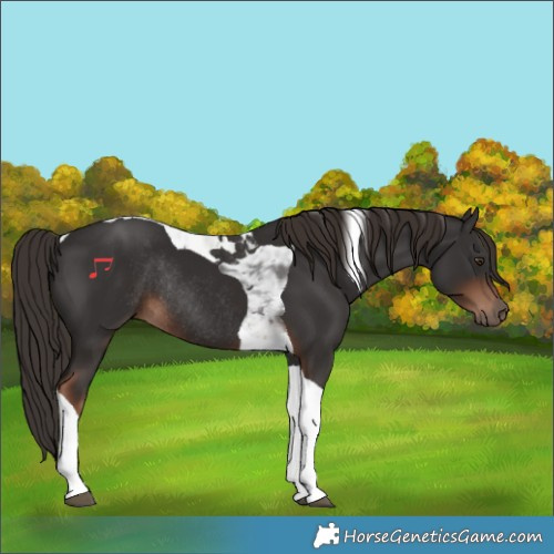 Horse Color:Liver Chestnut Tobiano Rabicano