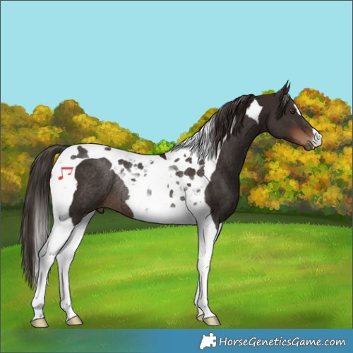 Horse Color:Liver Chestnut Tobiano Rabicano 