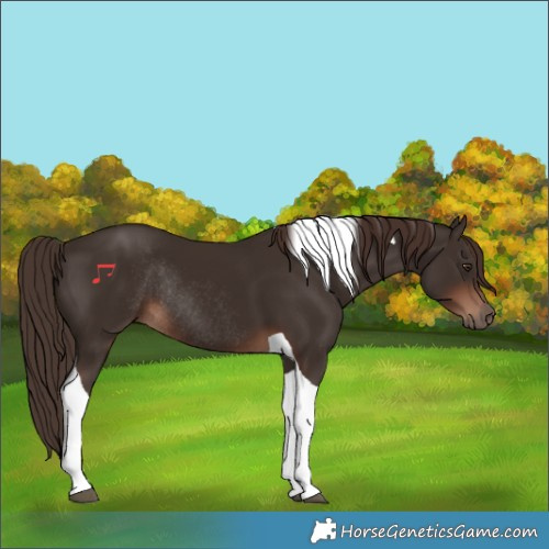 Horse Color:Liver Chestnut Tobiano Rabicano