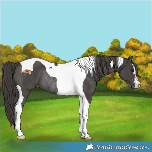 Horse Color:Smoky Black Tobiano Appaloosa Rabicano