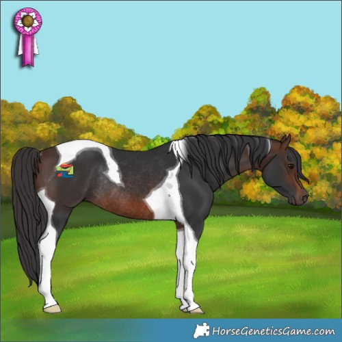 Horse Color:Brown Tobiano Rabicano