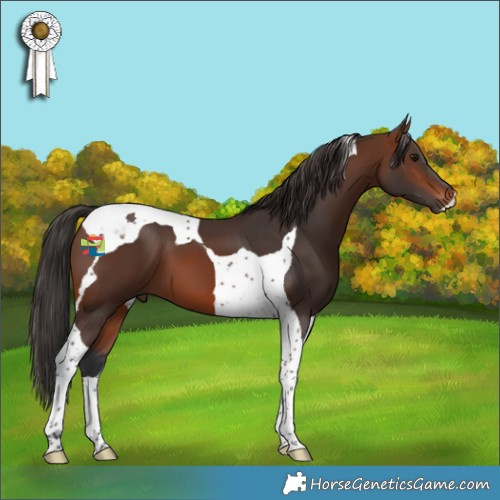 Horse Color:Brown Tobiano