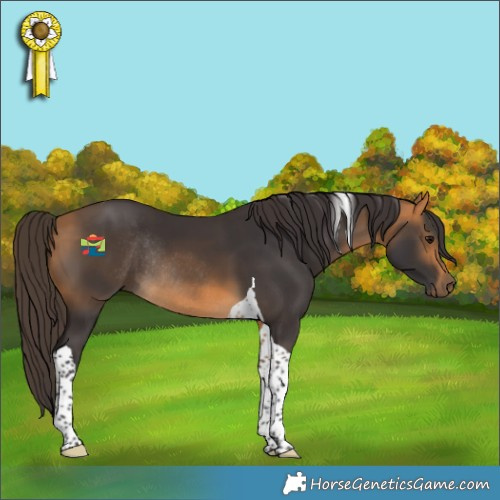 Horse Color:Buckskin Tobiano Rabicano 