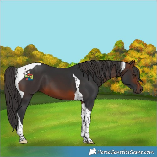 Horse Color:Brown Tobiano
