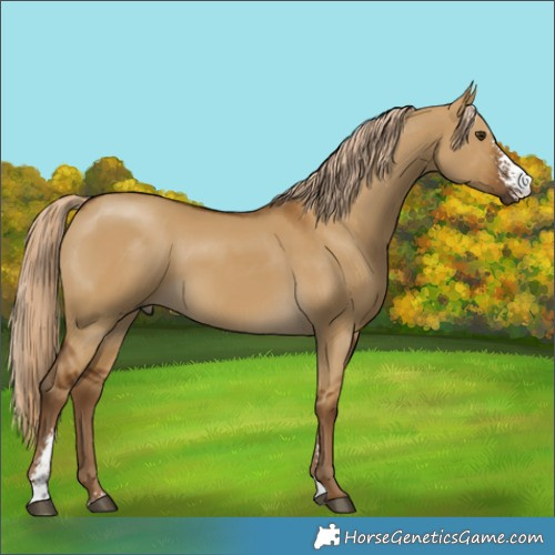 Horse Color:Chocolate Palomino Dun Sabino 