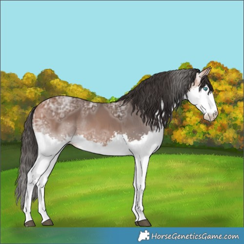 Horse Color:Bay Ice Splash