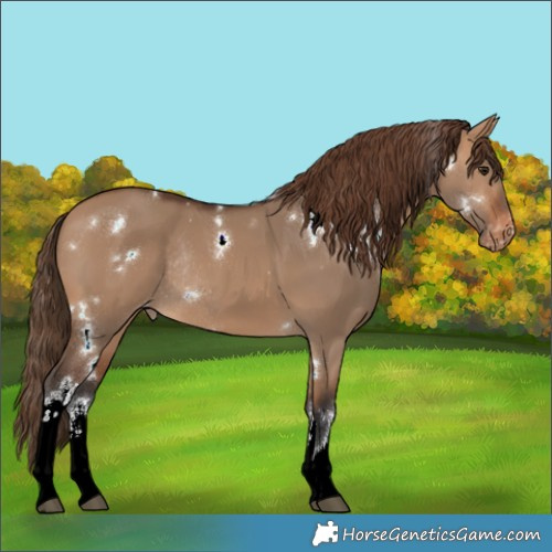 Horse Color:White Spotted Bay Dun Varnish Rabicano 