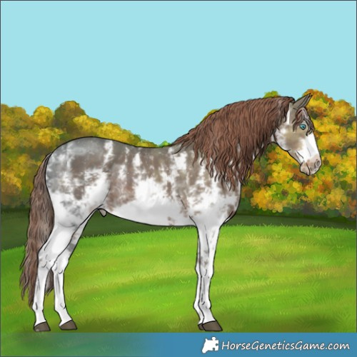 Horse Color:Liver Chestnut Ice Sabino Frame 