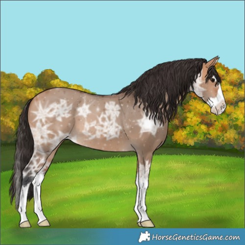 Horse Color:Bay Ice Dun Splash