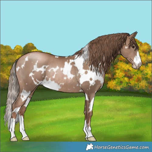 Horse Color:White Spotted Black Pearl Rabicano