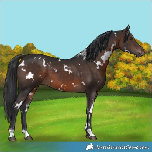Horse Color:White Spotted Brown