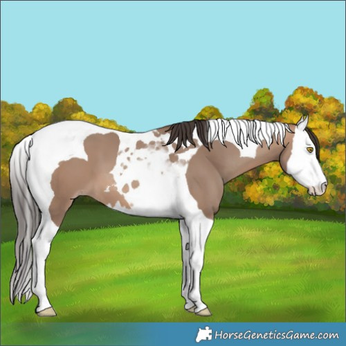 Horse Color:Sable Champagne Splash Tobiano 