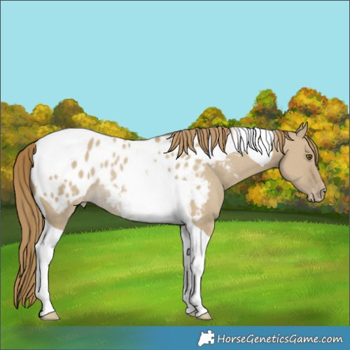 Horse Color:Classic Cream Champagne Dun Tobiano Appaloosa Rabicano