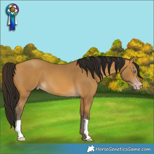 Horse Color:Gray Amber Cream Champagne