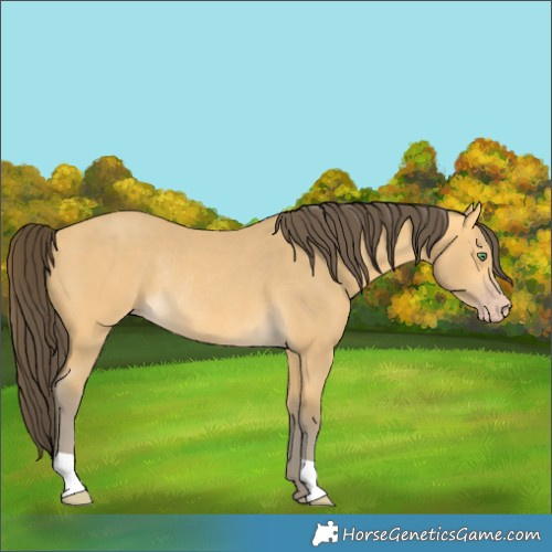 Horse Color:Amber Cream Champagne Rabicano