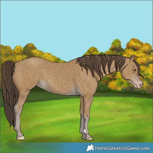 Horse Color:Classic Cream Champagne 