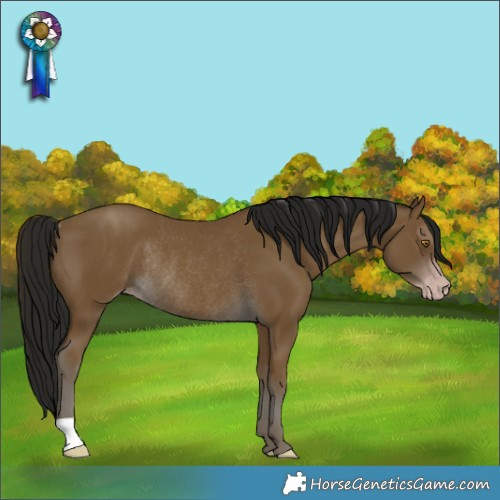 Horse Color:Gray Classic Cream Champagne Rabicano