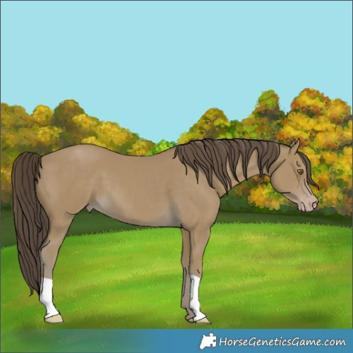Horse Color:Classic Cream Champagne