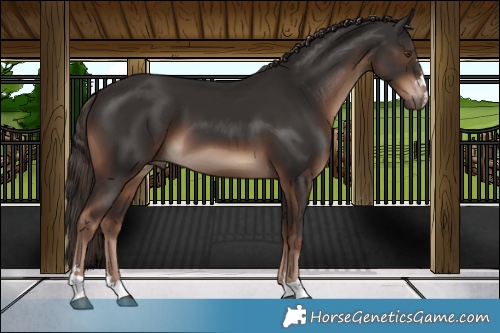 Horse Color:Liver Chestnut 