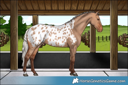 Horse Color:Silver Bay Dun Blanket 