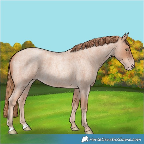 Horse Color:Gold Champagne Roan 
