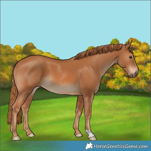 Horse Color:Chestnut 