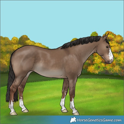 Horse Color:Liver Red Dun 