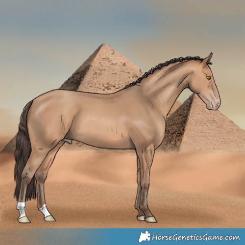Horse Color:Amber Champagne 