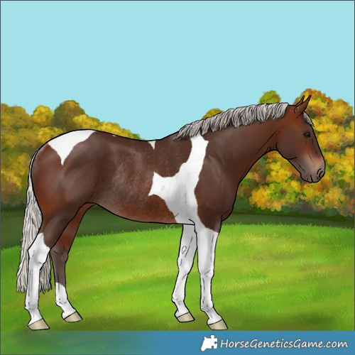 Horse Color:Silver Brown Tobiano Rabicano 