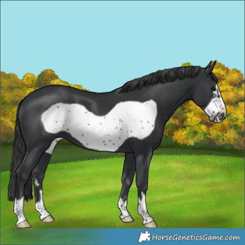 Horse Color:Black Frame