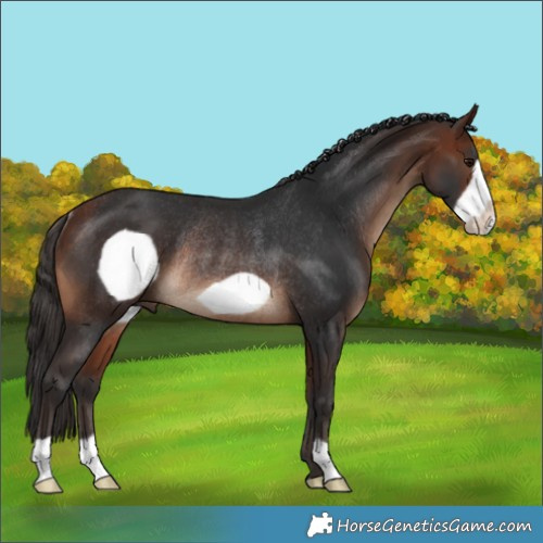 Horse Color:Bay Frame Rabicano