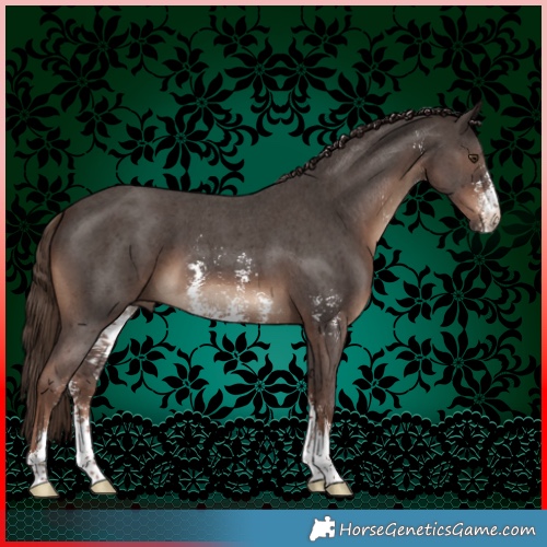 Horse Color:Liver Chestnut Sabino 