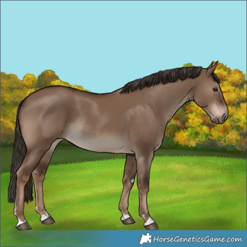 Horse Color:Liver Red Dun Rabicano