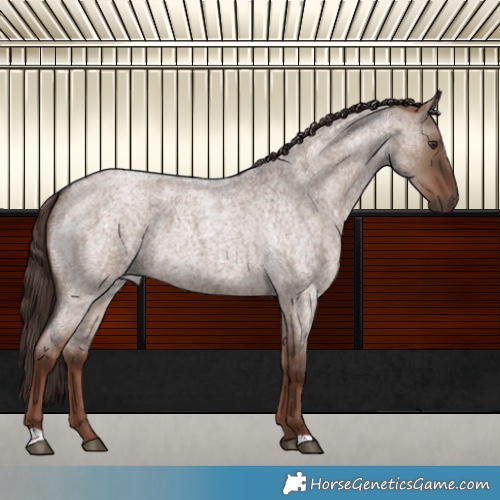 Horse Color:Liver Red Dun Roan 