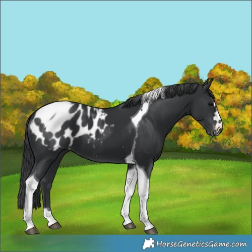 Horse Color:Black Tobiano Blanket